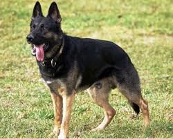 St leonards on sea, east sussex (25.1 miles from seaford). Alsatian Dog Price In Bangalore