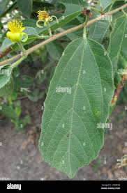 Image result for Grewia trichocarpa