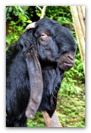 * susu kambing secara semulajadi mencegah pembiakan organism yang merbahaya dlm badan manusia sekaligus menjadikan kita sihat. Khasiat Goat Milk Khasiat Susu Kambing Hi Goat
