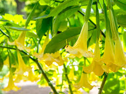 Check spelling or type a new query. Brugmansia Plant Care Growing Guide