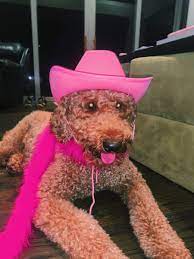 Bougie Golden Doodle In A Pink Cowboy Hat Pink Cowboy Hat Pink Cowboy Preppy Dog