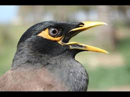 Sound Of Birds Chirping In The Morning Mp3 Free Download Myna Maina Calling Youtube