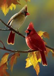 Small Birds That Look Like Cardinals Fall Cardinal Flag Bird Flags Fall Flags Garden Flags Pretty Birds Beautiful Birds Pet Birds