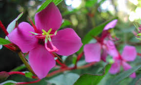 Image result for Heterocentron