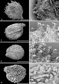 Image result for Isoglossa cataractarum