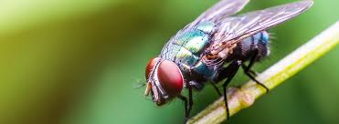 If for whatever reason you have any new bed bug problems or other covered pests. Insect Control Services Ehrlich Pest Control