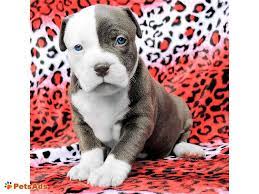 Blue Nose Pitbull Puppies For Sale Pitbull Puppies For Sale Blue Nose Pitbull Blue Nose Pitbull Puppies
