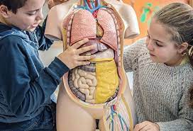 Maybe you would like to learn more about one of these? 11 Digestive System Parts Definition Functions And Organs