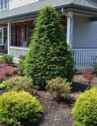 Canadian Hemlock Tsuga Canadensis Mike S Backyard Nursery Canadian Hemlock Outdoor Gardens Landscaping Backyard Growing