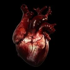 Heart Realistic Production 3d Model Anatomical Heart Art Heart Painting Heart Photography
