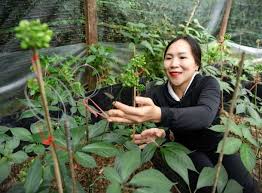 Khó di thực sâm Ngọc Linh