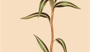 Image result for Zeuxine africana