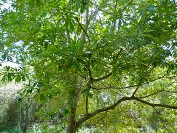 Image result for Rauvolfia afra