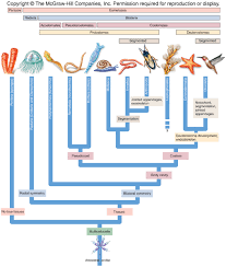 Trends In Animal Evolution