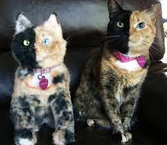 Cuddle Clones Make Your Dog Into A Stuffed Animal Stuffed Animal Cat Personalized Pet Your Pet