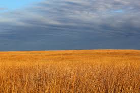 Tallgrass prairie preserve is a haven for watchable wildlife. Prairie Vista By Dwight Thomas The Nature Conservancy S Tallgrass Prairie Preserve Osage County Oklahom Tallgrass Prairie Nature Conservation Prairie