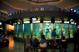 We did not find results for: Guide To Chicago S Shedd Aquarium