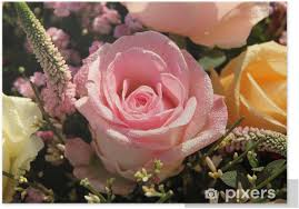 Maybe you would like to learn more about one of these? Wedding Flowers Different Shades Of Pink Roses Poster Pixers We Live To Change
