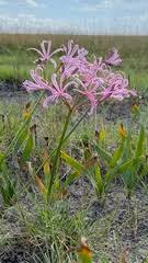 Image result for Linderniella gracilis