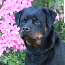 German rottweiler breeder offering rottweiler puppies for sale, as well as import youths and adults for sale. Rottweiler Puppies For Sale In Florida Petswall