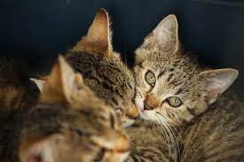 Male cats and female cats have different health concerns but with proper care, either could live a long, fulfilling life. Do Male And Female Cats Get Along Better Rehome By Adopt A Pet Com