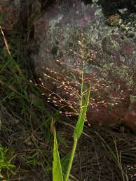 Image result for Panicum pilgeri