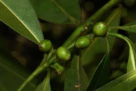 Image result for Craterispermum schweinfurthii