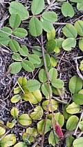 Image result for Tephrosia aequilata
