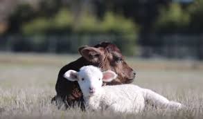 Adorable Rescued Farm Animals Teach Us The Importance Of Compassion And Friendship Video Animals Friends Animals Animal Sanctuary