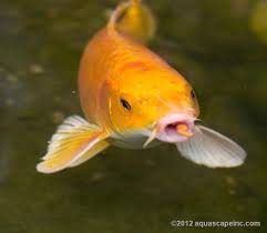 Backyard Pond Pictures Images Photos Koi Pond Backyard Koi Koi Fish