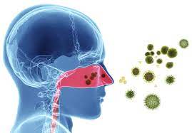 Hay Fever Relief Build Immunity Towards Allergy Ayurwoman Ayurveda Clinic