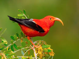 Image result for Disperis sp. nov. aff. macowanii