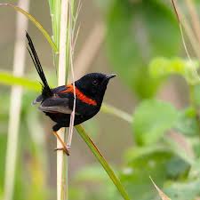 Image result for Burttia prunoides