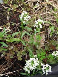 Maybe you would like to learn more about one of these? Plant Id Forum Small White Garden Flower Identification Garden Org