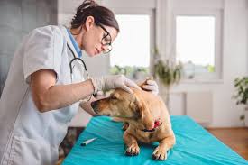 Any cell in the body is programmed to die, it's just that skin cells die faster than muscle cells. Skin Cancer And Your Dog All You Should Know Forever Vets