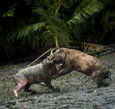 Kali ini kami berburu babi hutan di perkebunan karet petani dengan menggunakan senapan angin sekali shot lansung tumbang. File Babirusa Berkelahi Edited Jpg Wikipedia