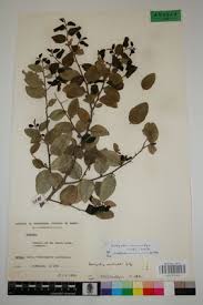 Image result for Dovyalis macrocalyx