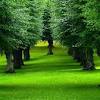 Green planet tree care darbojas ainavu veidošana, vispārējie uzkopšanas pakalpojumi aktivitātēs. Https Encrypted Tbn0 Gstatic Com Images Q Tbn And9gcslef8baqukzlv0ifutq0t 8ukmjrvhape0haksqk9qfuxu5v0 Usqp Cau