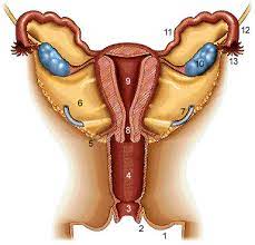 (2008) krankheiten der weiblichen geschlechtsorgane. Weibliche Geschlechtsorgane 01a Biologie Lernen Mit Gratis Ubungen 8500 Kostenlose Lernhilfen Allgemeinbildung Ch