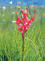 Image result for Disa robusta