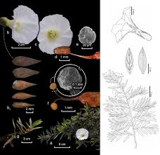 Image result for Bonamia