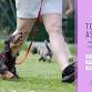 Together as a Team: Transform your Dog's Focus and event image