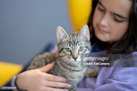 27,860 Tabby Kittens Stock Photos, High-Res Pictures, and Images