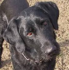 Fibi ist ein kleiner wilder mix. Tierschutz Worrstadt Tierschutz Worrstadt Hunde Suchen Ein Zuhause E V