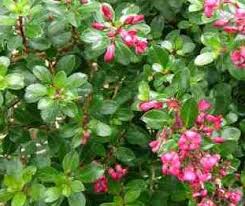 Alternanthera works well whether you need bold color contrast or a calm filler. Alternanthera Dentata Calico Plant Plant Photos Information