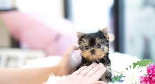 If you have any questions about the operation of this online shop, please contact the store owner. Yorkie Teacup Puppies For Sale Reviews Facebook