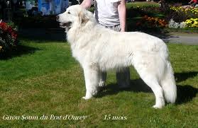 Race de chien dans belle et s?bastien. Ch Goliath Dit Girou Soum Du Prat D Ourey Chien De Race Toutes Races En Tous Departements France Inscrit Sur Chiens De France