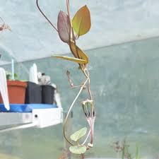 Image result for Ceropegia rendallii