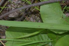 Image result for Zygotritonia