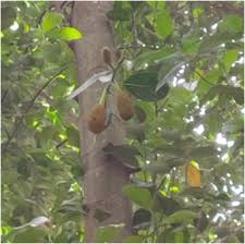 Image result for Xylopia aethiopica